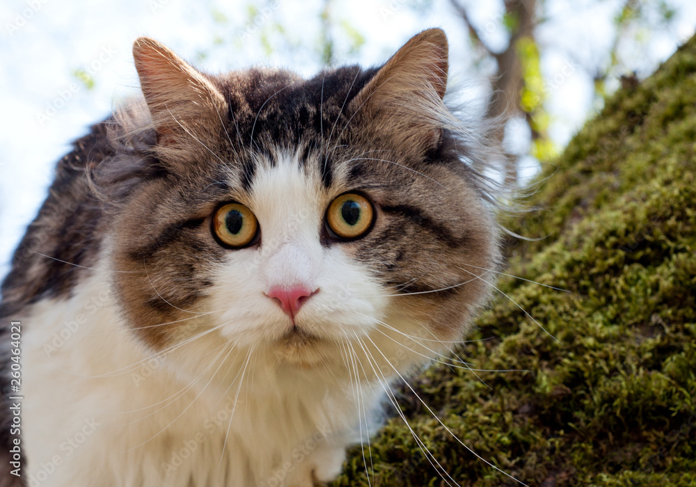 Beautiful cat Kurilian bobtail walks in the spring in the park on a leash. Pet sitting on a tree, closeup portrait. Fluffy cat bicolor tabby.