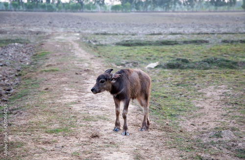 Young buffalo isolated in a coutryside background