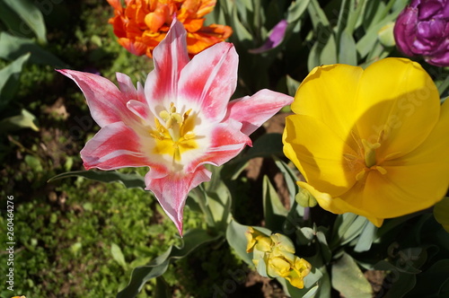 Blushing Beauty and Strong Gold tulips