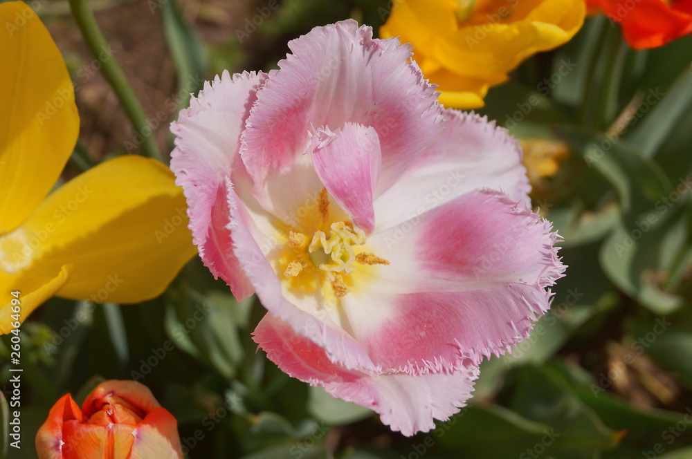 Gabriella tulip Gabriella tulip