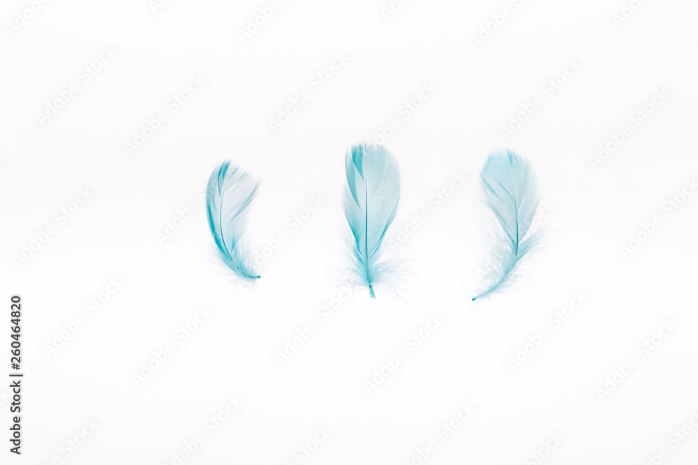 blue lightweight and soft three feathers isolated on white blue lightweight and soft three feathers isolated on white