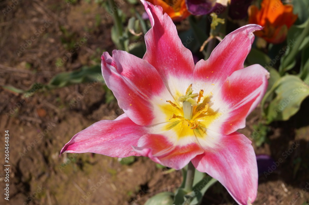 Blushing Beauty tulip