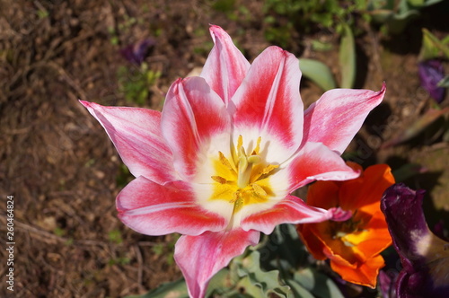 Blushing Beauty tulip