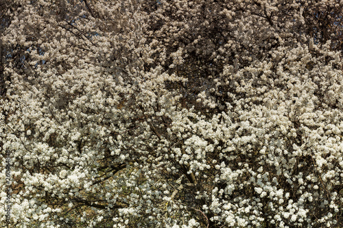 spring blooming white flowers fruit tree