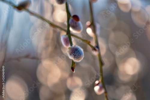 Foto Willows, also called sallows and osiers, form the genus Salix