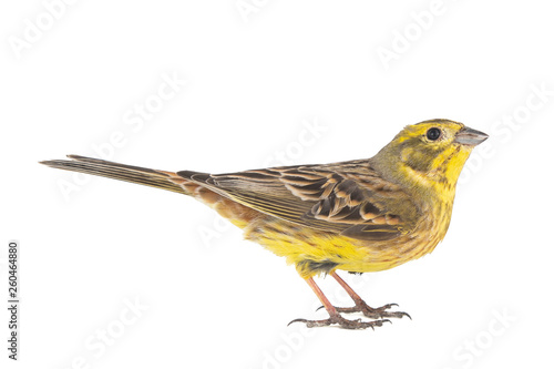 Yellowhammer, Emberiza citrinella, isolated on a white background. Male.