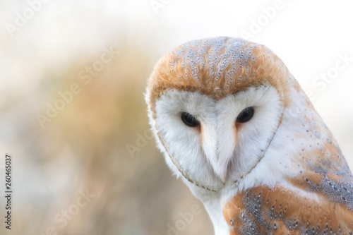 The Barn owl, Tyto alba, Close-up portrait. photo