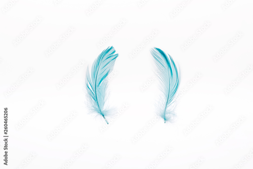 Obraz premium blue lightweight two feathers isolated on white
