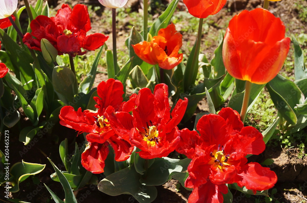 Calibrate tulips