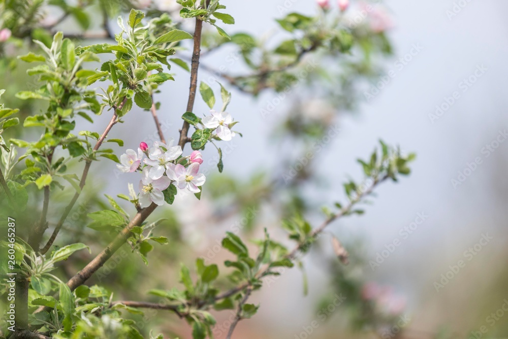 Fototapeta premium apple tree blossom. tree bloom
