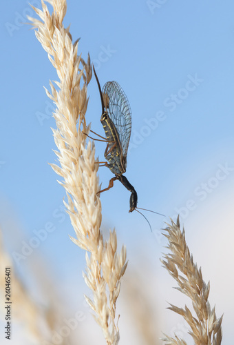 Snakefly rest on grass photo