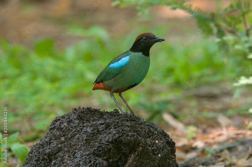 Hooded Pitta, Beautiful bird in Thailand Hooded Pitta, Beautiful bird in Thailand