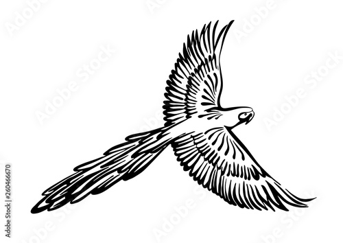Hand drawn flying macaw parrot outline sketch. Vector bird black ink drawing isolated on white background. Graphic animal illustration