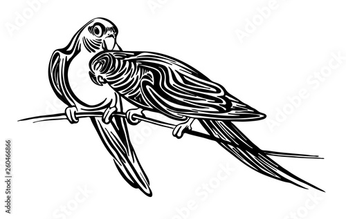 Hand drawn two lovebird parrots outline sketch. Vector bird black ink drawing isolated on white background. Graphic animal illustration.