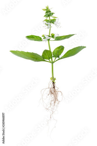young green seedling of fresh basil with flowers and roots is isolated on white background
