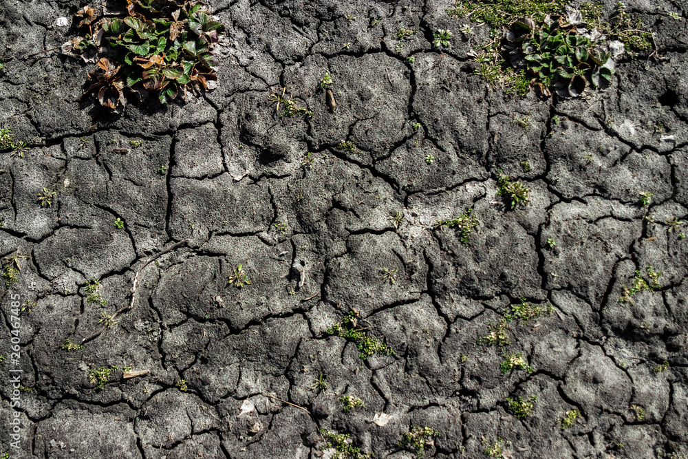 Dry, cracked earth, greens. The concept of drainage of land, lack of fresh water. Dry, cracked earth, greens. The concept of drainage of land, lack of fresh water.