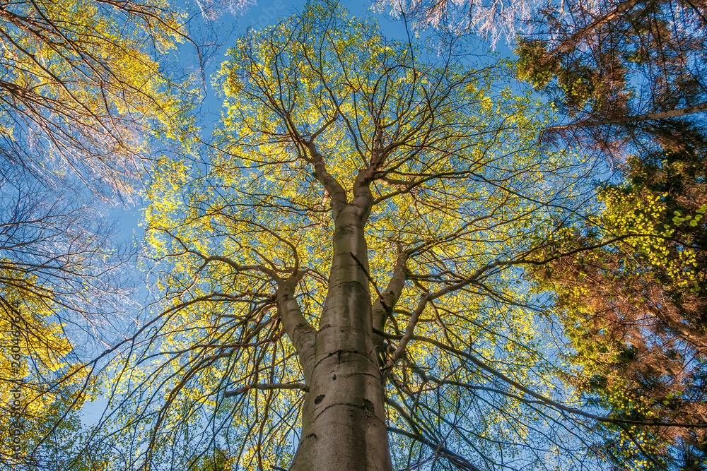 Fototapeta premium Vibrant spring trees