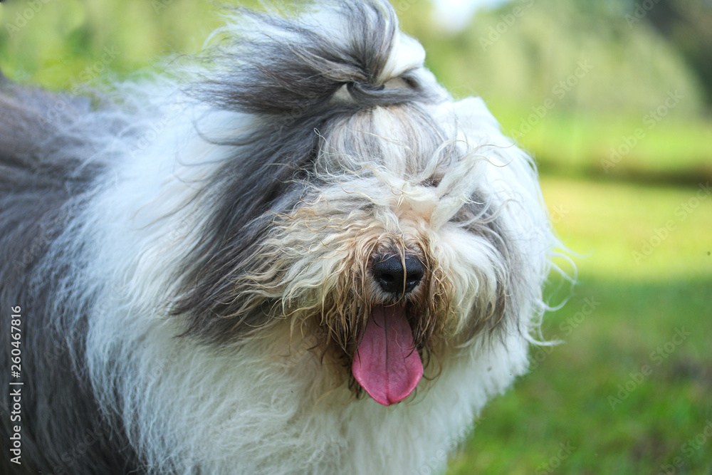 bobtail in un prato