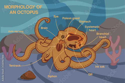 Принти на полотні morphology of an octopus