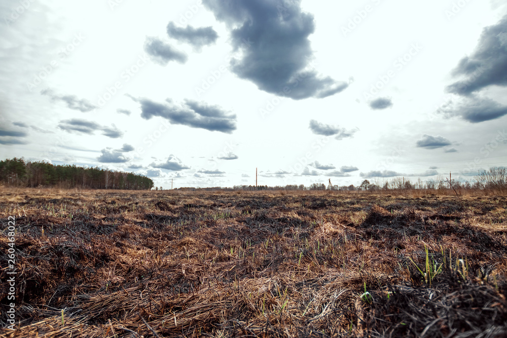 Scorched earth, spring fires. A field with burnt grass. The destruction of insects. Scorched earth, spring fires. A field with burnt grass. The destruction of insects.