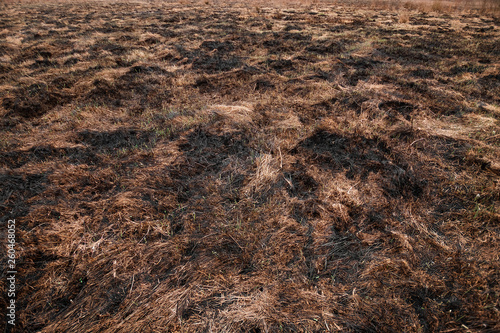 Scorched earth  spring fires. A field with burnt grass. The destruction of insects.