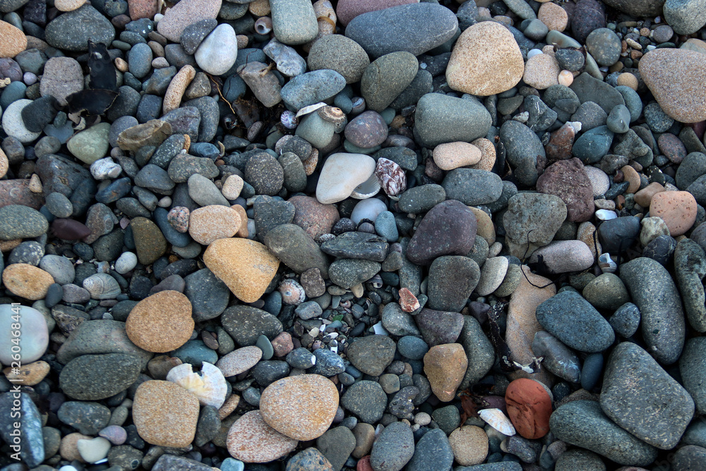 Pebbles and Sea Shells on a Shingle Beach Pebbles and Sea Shells on a Shingle Beach