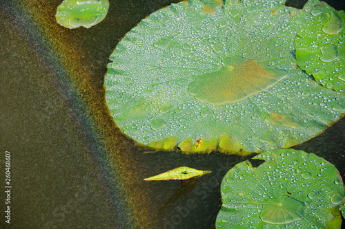 Rain in the lotus pond and with a rainbow of water.