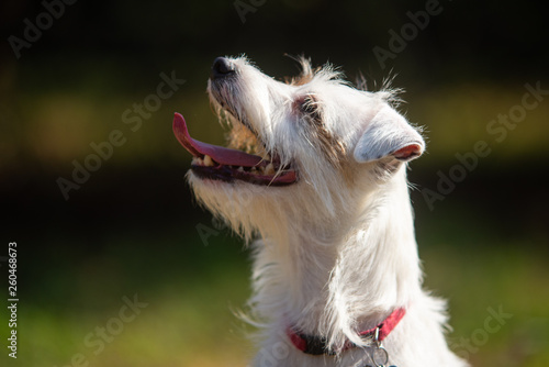 Fotografia profilo testa parson russell terrier