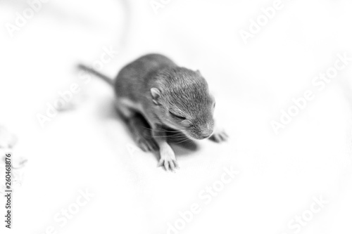 Black and white image of little cute mouse baby. Macro image.