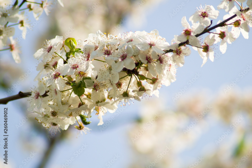 Fototapeta premium Frühling