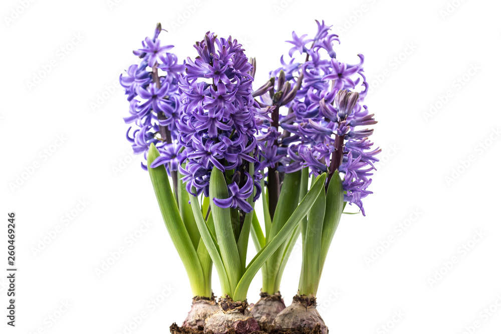 Fototapeta premium Hyazinthen