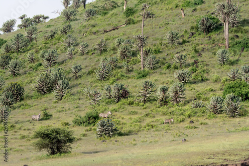 Landscape in National Park Ngorongoro photo