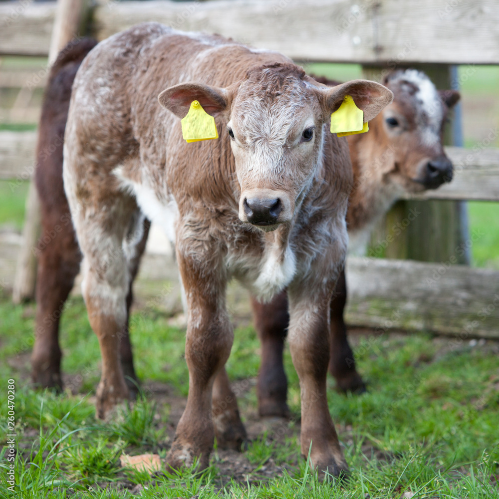 calfs in meadow near wooden fence in the netherlands