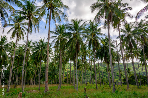 Grove of palm trees on a tropical island