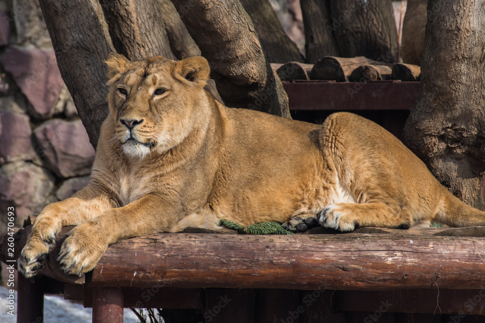 Naklejka premium A lioness lies and looks forward
