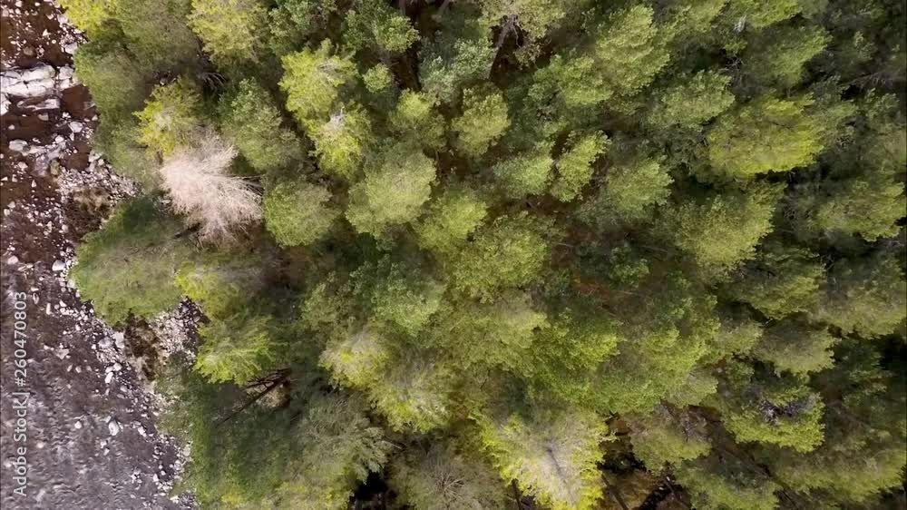 View of trees, ascent, vido from drone, Cairngorms National Park in Scotland View of trees, ascent, vido from drone, Cairngorms National Park in Scotland