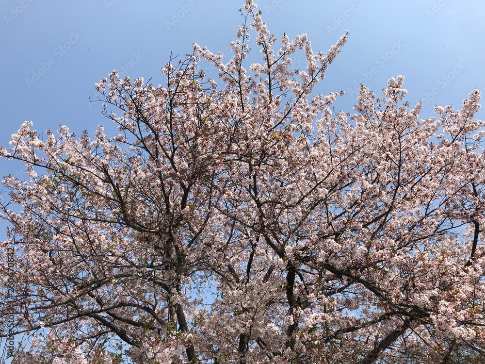 いろんな桜 いろんな桜