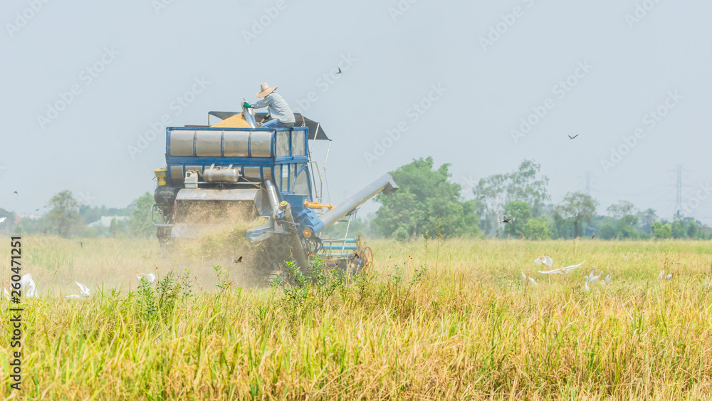 Rice Harvesting in Thailand by Thai farmer  and  his tractor which surrouned by birds such as Eastern Cattle Egret  ( Breeding plumage ).