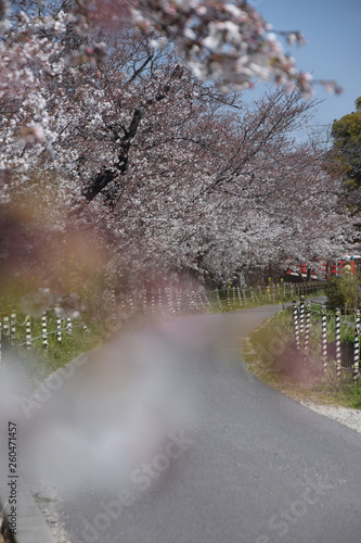 the route to school with cherry blossoms / 満開の桜と通学路の小径（前ボケ効果）