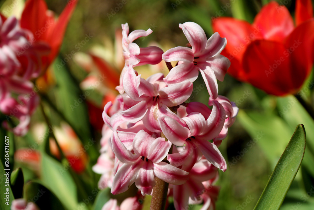 Fototapeta premium Pink multicolor Hyacinthus orientalis in a garden. Hyacinth - common, Dutch or garden hyacinth with pink flowers
