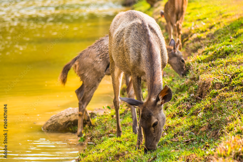 Fototapeta premium Wildlife that lives in the national park area.6