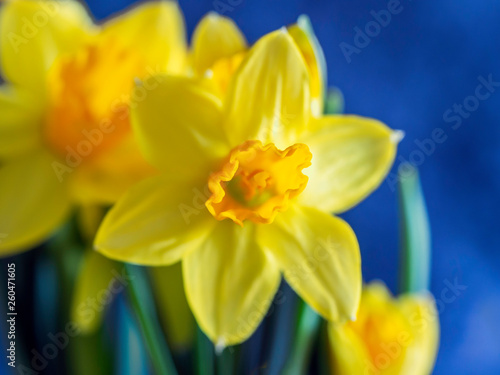 Yellow narcissus flowers with a dark blue background, close up -