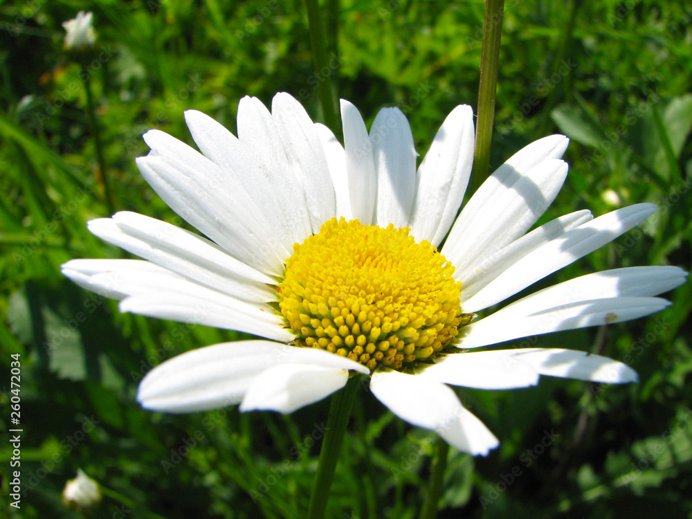 Fototapeta premium Closeup of camomile