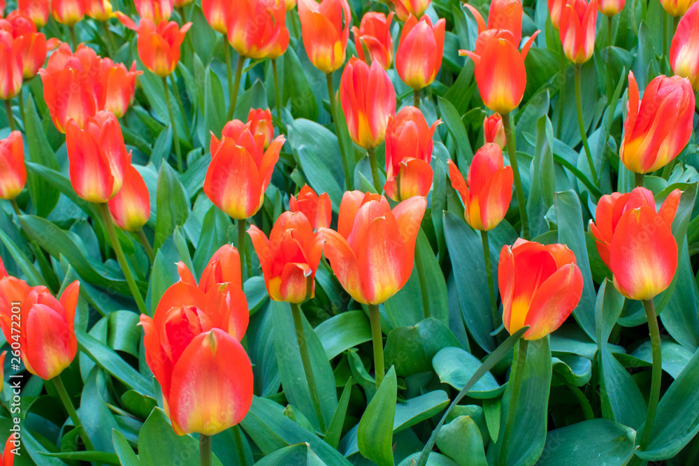 Beautiful sping flowers - tulips, narcissus