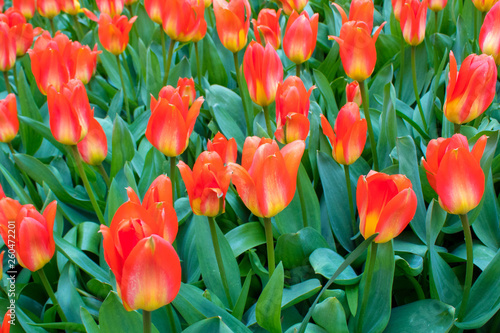 Obraz na płótnie Beautiful sping flowers - tulips, narcissus w salonie