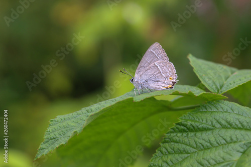 Favonius quercus. Small butterfly. photo