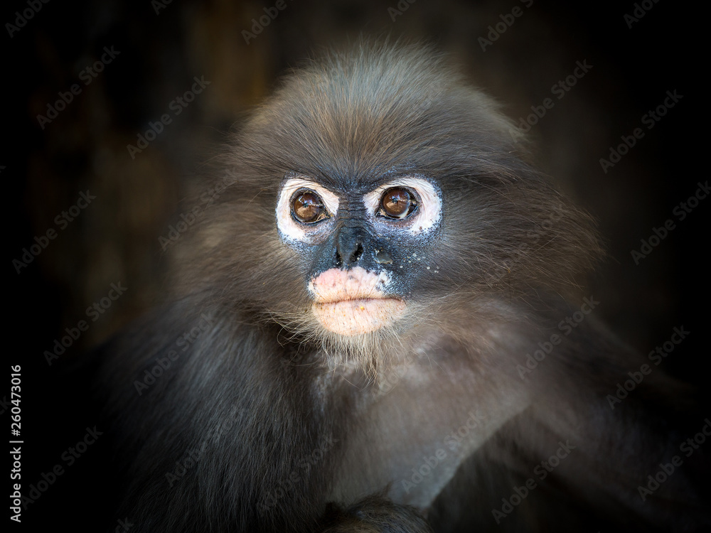 The face of Dusky Langur(Spectacled Langur). The face of Dusky Langur(Spectacled Langur).