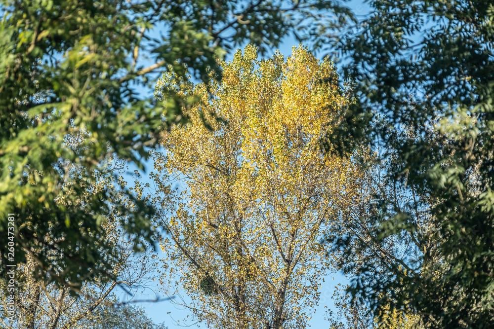 Erle im gelben Herbstlaub umrahmt von unscharfen Bäumen im Vordergrund Erle im gelben Herbstlaub umrahmt von unscharfen Bäumen im Vordergrund