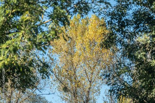 Erle im gelben Herbstlaub umrahmt von unscharfen Bäumen im Vordergrund