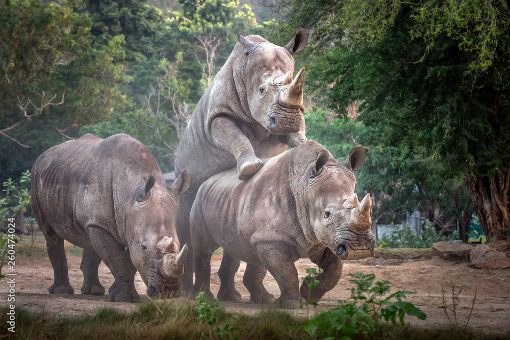 Obraz premium White rhinoceros family in the wild nature.